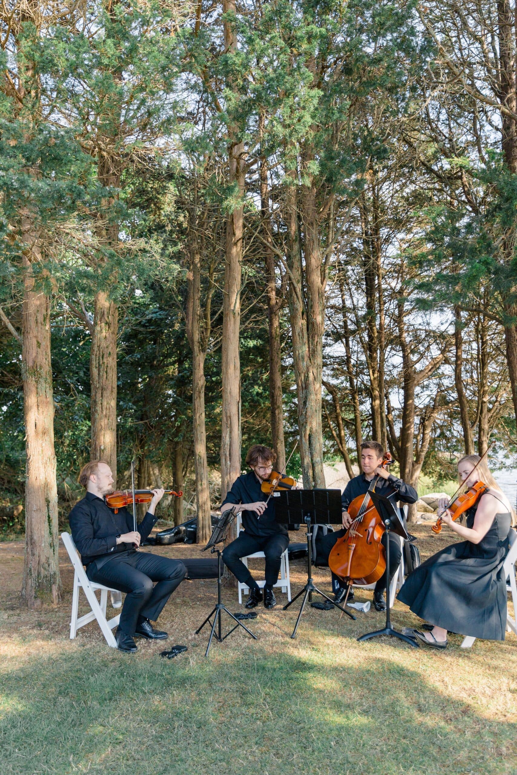 Quartet performing among cedar trees